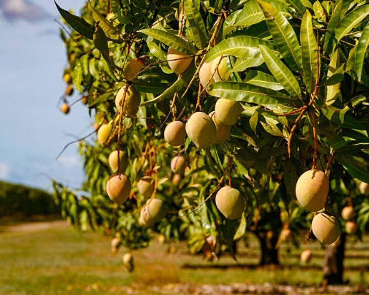 Mango Tree